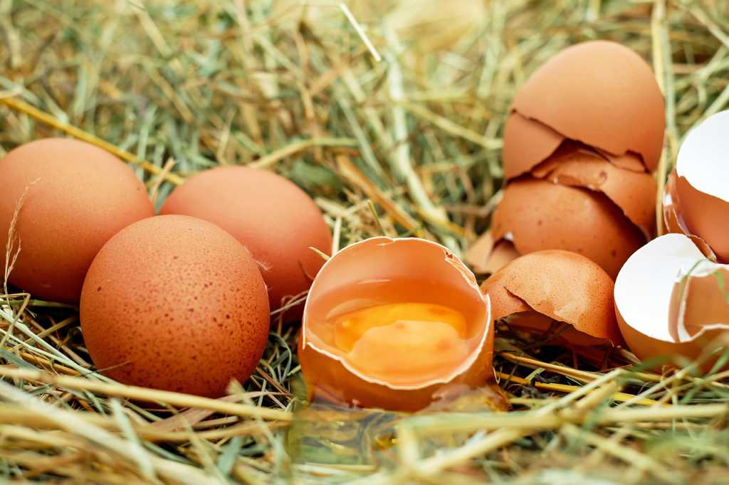 Cangkang Telur Bisa Membantu Mengatasi Patah Tulang?