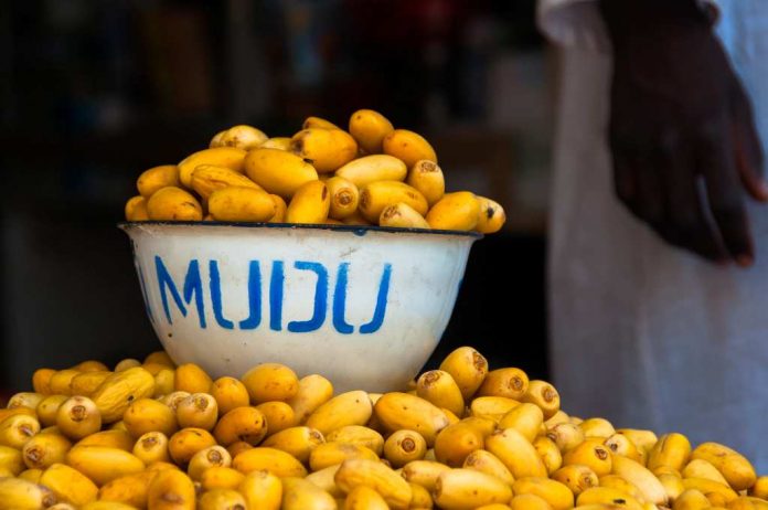 kurma-muda-doktersehat