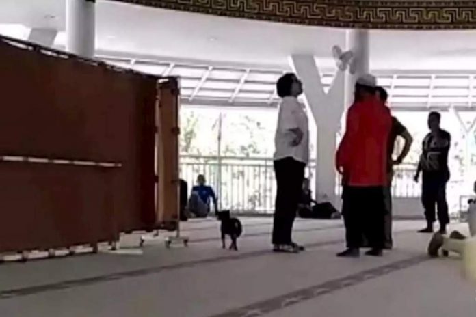 ibu-anjing-masjid-doktersehat