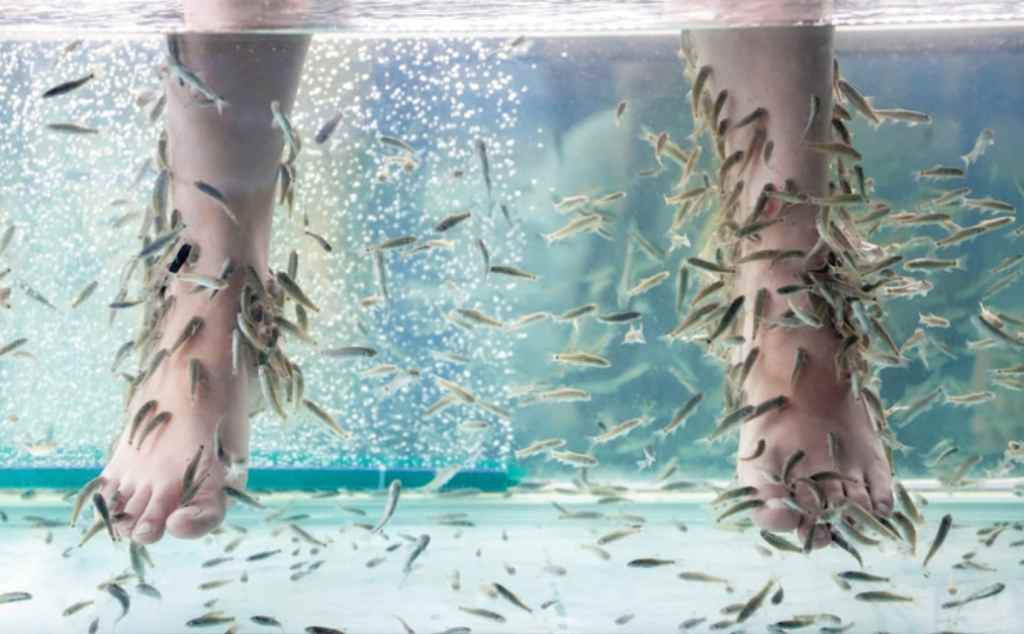 10 Manfaat Terapi Ikan dan Bahayanya bagi Kesehatan