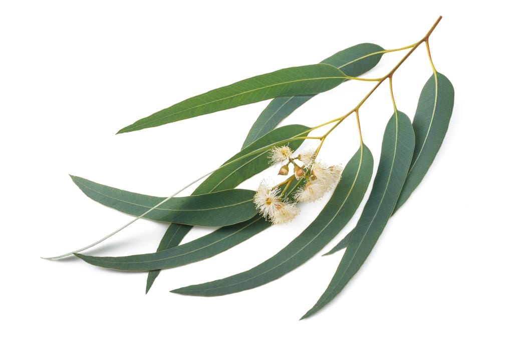 Diklaim sebagai Antivirus Corona, Apa Manfaat Eucalyptus?