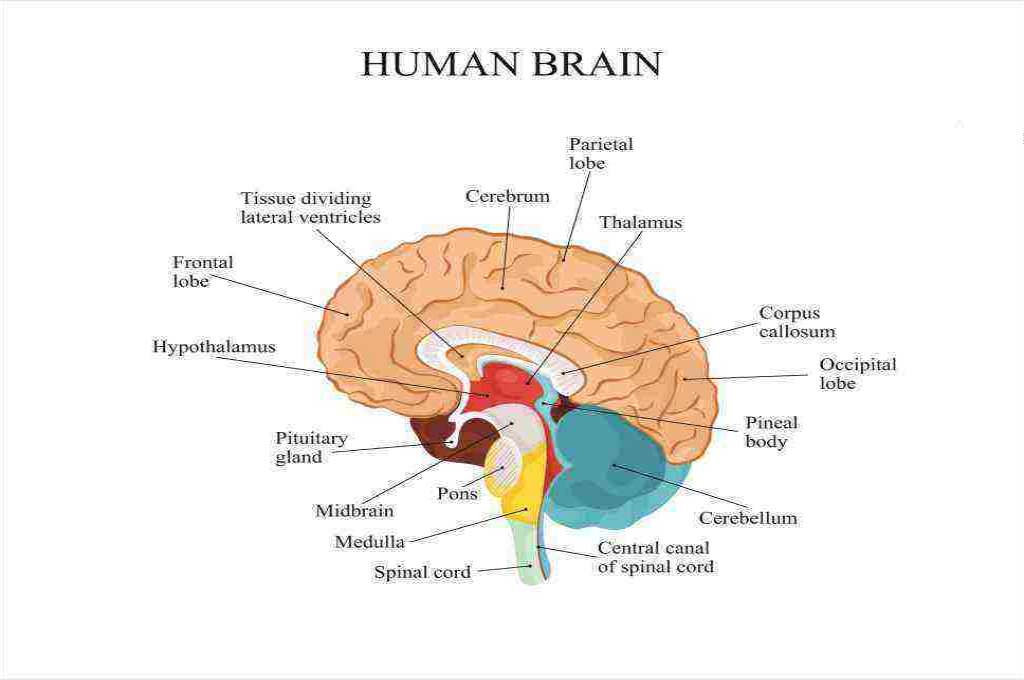 Manusia gambar otak Mengenal Bagian
