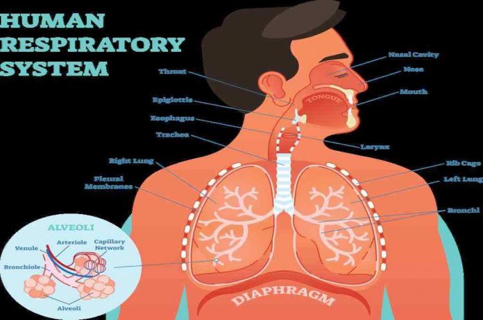 Sistem Respirasi  Jenis Organ Cara Kerja Fakta dll