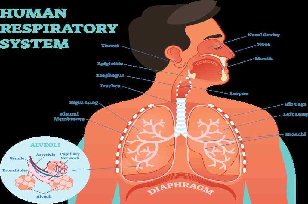 Sistem Respirasi: Jenis, Organ, Cara Kerja, Fakta, dll