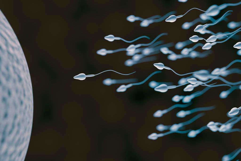 Spermatogenesis: Proses, Struktur, dan Faktor Penghambat
