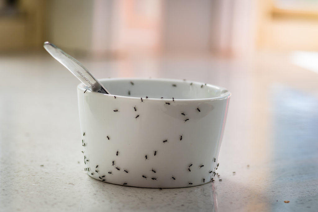 10 Cara Mengusir Semut di Rumah (Mudah & Efektif)