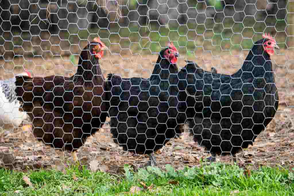 Kasus Flu Burung Ditemukan di Tegal, Jawa Tengah. Waspada!