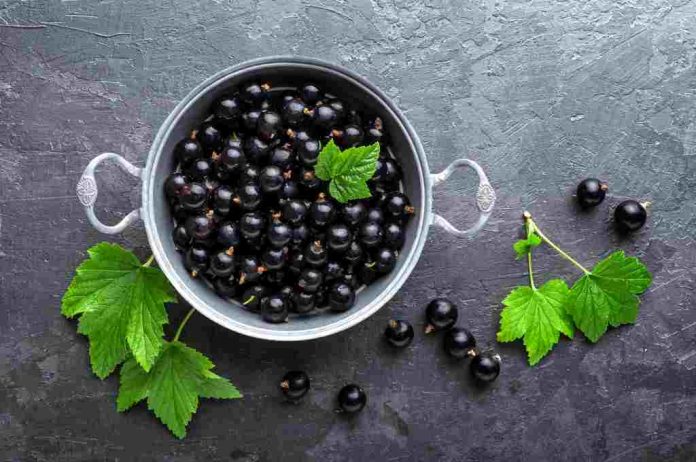 manfaat-buah-blackcurrant-doktersehat manfaat-buah-blackcurrant-doktersehat