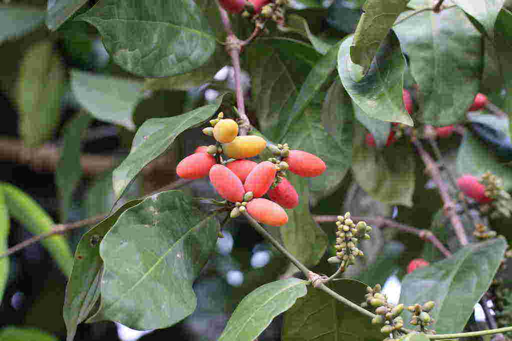 Manfaat Melinjo (Daun, Biji, Kulit Buah) untuk Kesehatan