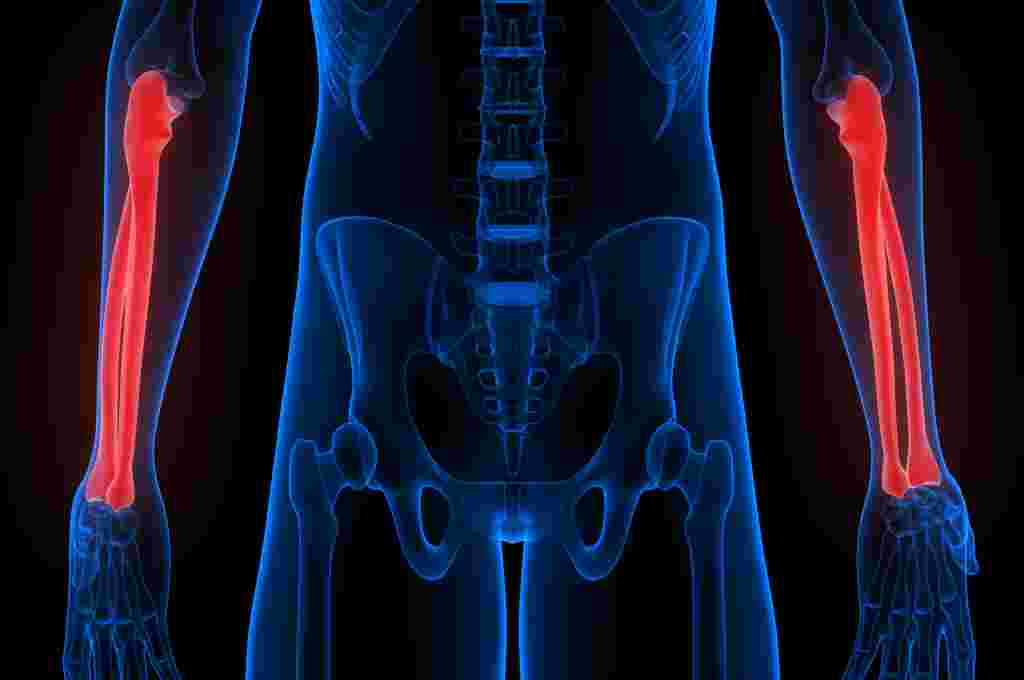12 Fungsi Tulang Hasta pada Manusia dan Anatomi Lengkap