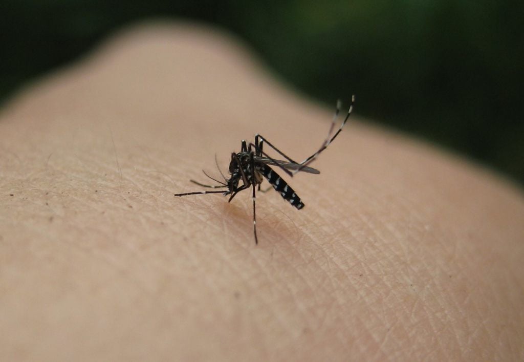 Penyebab Gigitan Nyamuk Terasa Sangat Gatal