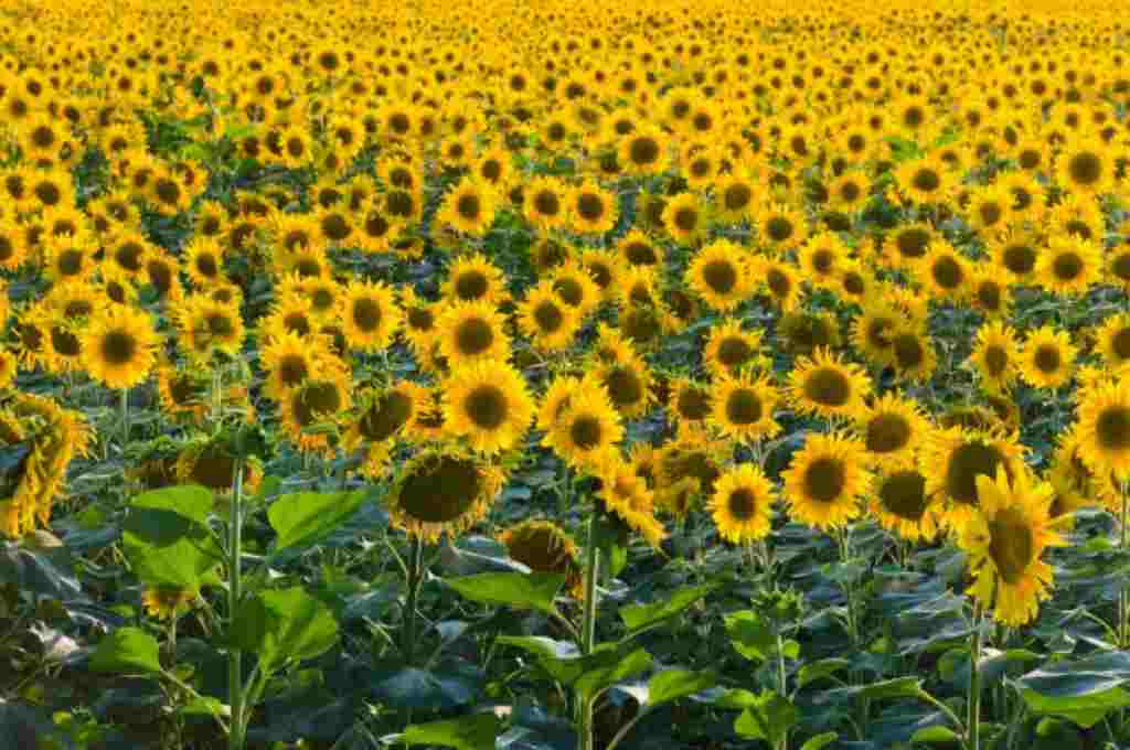 9 Manfaat Bunga Matahari Dan Nutrisinya Lengkap