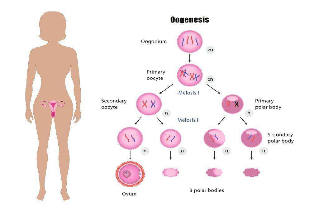 Oogenesis: Definisi, Proses, Fakta, dll