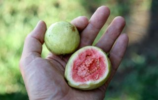 Makan Jambu Biji Bisa Turunkan Tekanan Darah