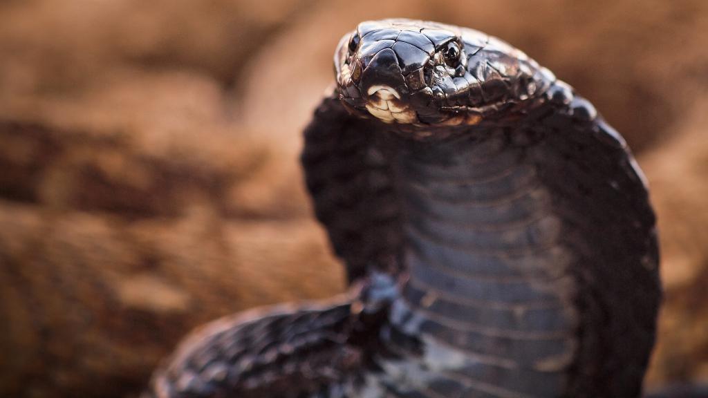 Viral Pawang Ular Tewas Dipatuk Kobra di Kalimantan Barat