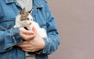 7 Bahaya Bulu Kucing dan Risiko Lain yang Wajib Diwaspadai