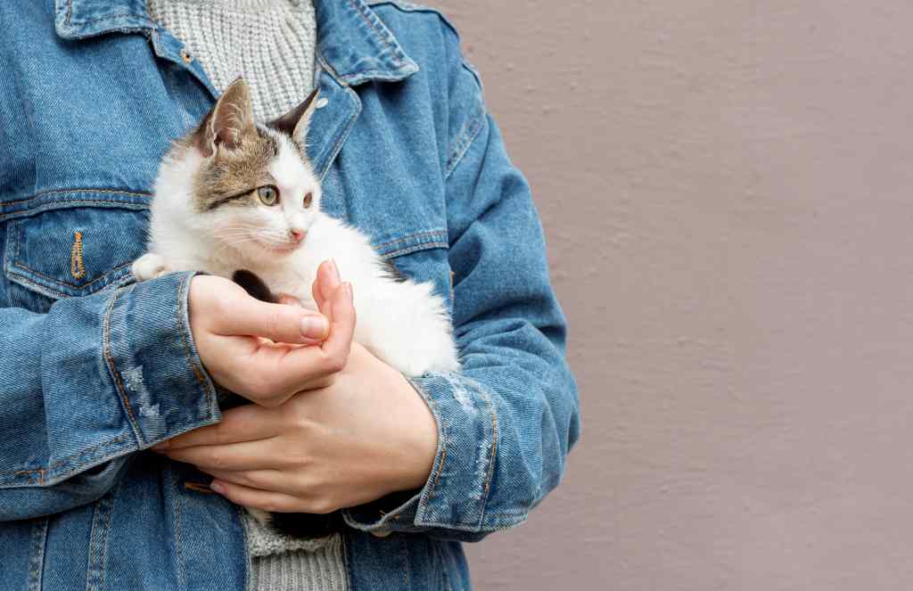 7 Bahaya Bulu Kucing dan Risiko Lain yang Wajib Diwaspadai