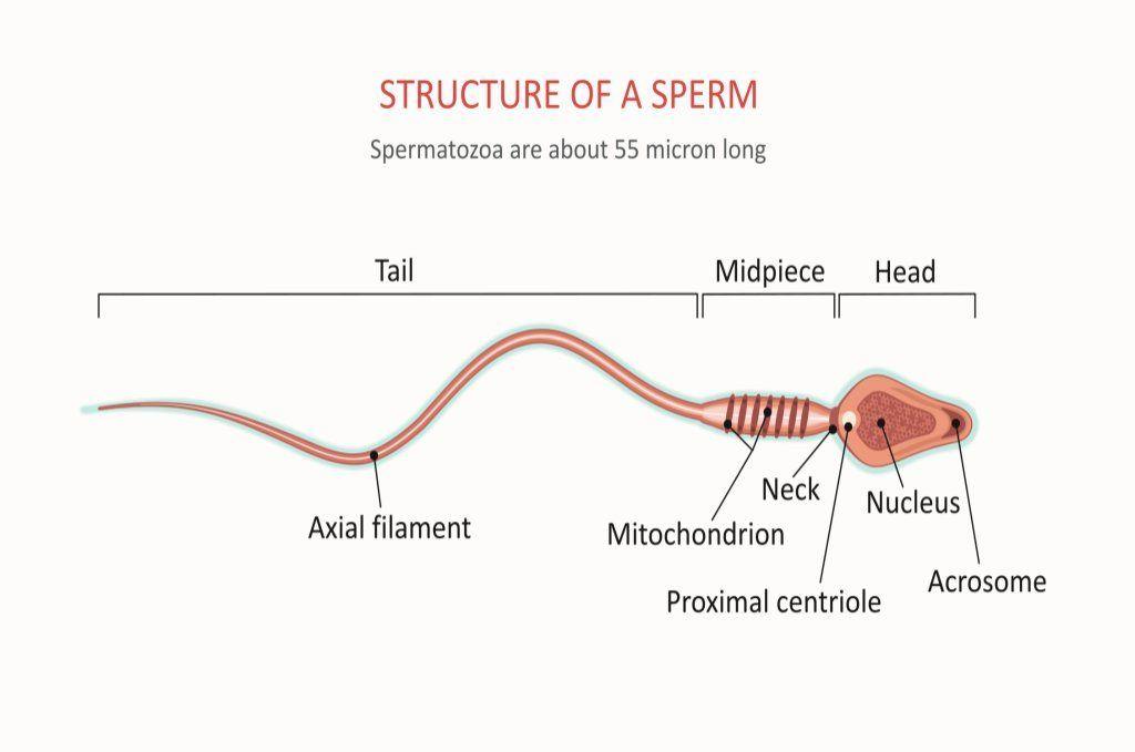 morfologi-sperma-doktersehat