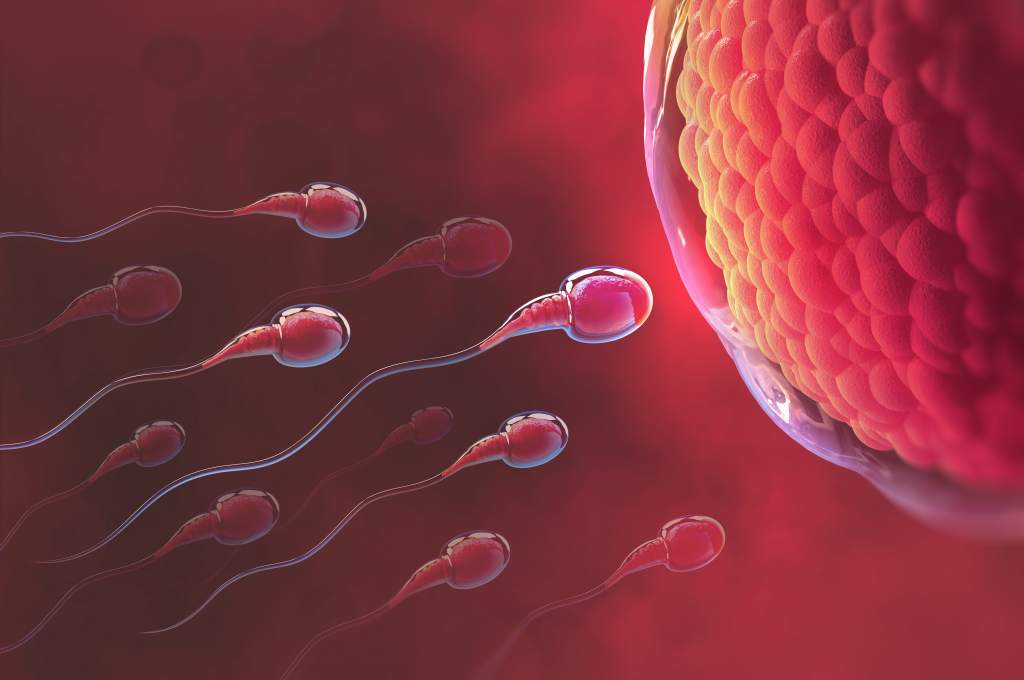 Spermatozoa: Morfologi, Kualitas, Tingkat Kesuburan, dll
