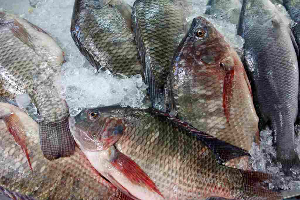Ikan Mujair bagi Kesehatan Bisa Cegah Kanker - SumoQQ Lounge
