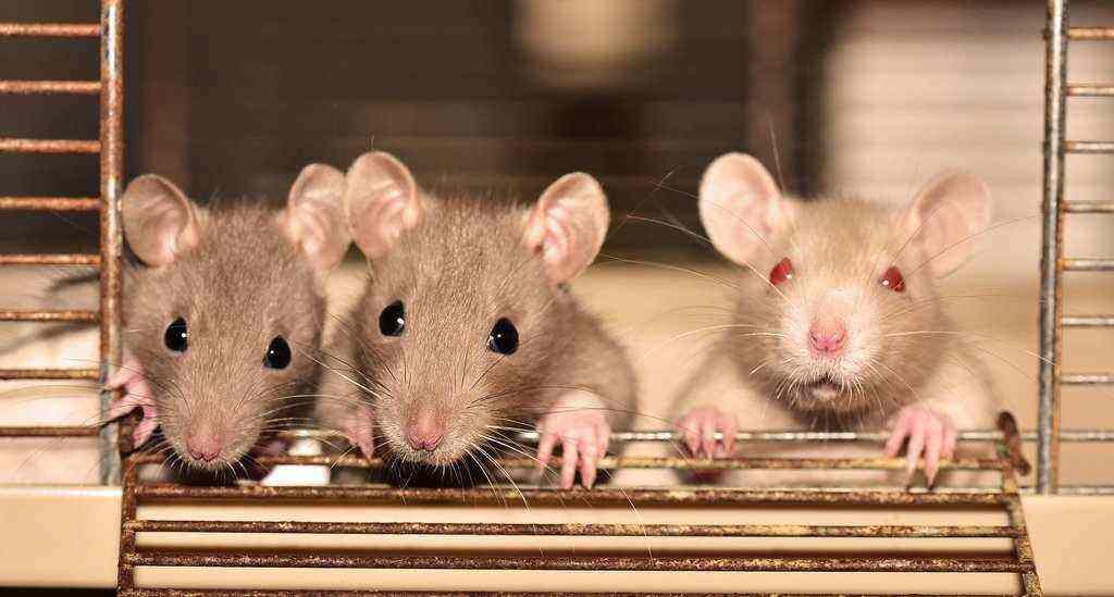 7 Penyakit yang Disebabkan oleh Tikus (No. 4 Mematikan)