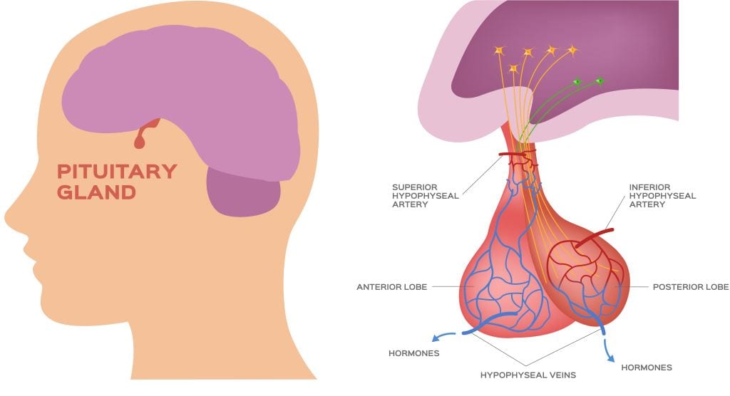 Prolaktinoma: Gejala, Penyebab, Diagnosis, dan Pengobatan