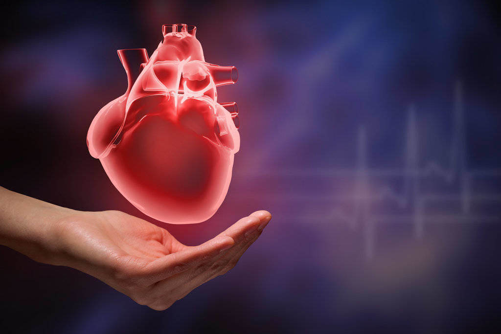 Anatomi Jantung: Struktur, Fungsi, Cara Kerja, Penyakit