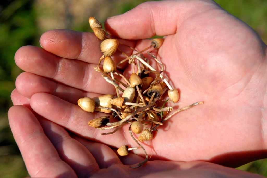 Magic Mushroom: Efek Samping dan Fakta Medis