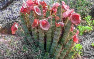 Hoodia: Manfaat, Dosis, Efek Samping, dll