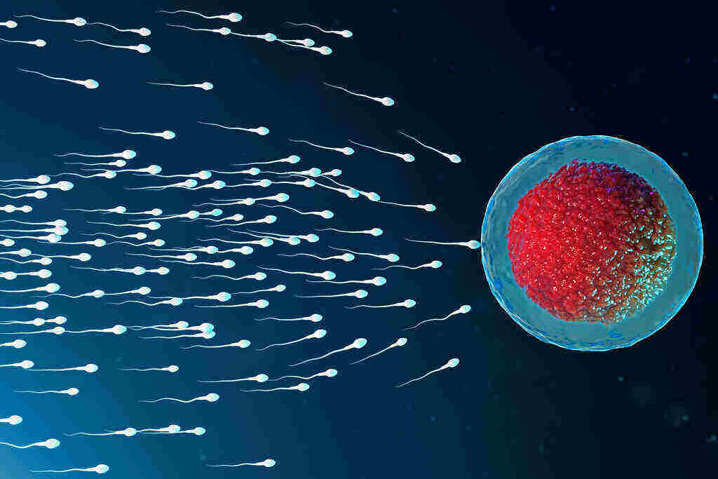 Perbedaan Spermatogenesis dan Oogenesis: Faktor Reproduksi
