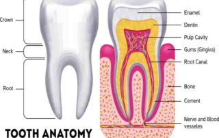 Anatomi Gigi: Struktur, Fungsi, Jenis, Perawatan, dll
