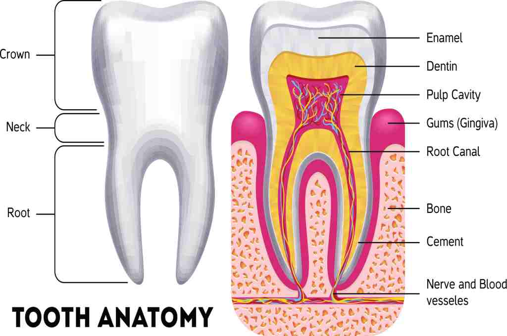 Anatomi Gigi: Struktur, Fungsi, Jenis, Perawatan, dll