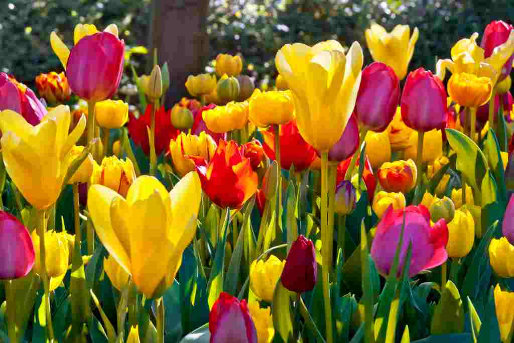15 Manfaat Bunga Tulip yang Jarang Disadari