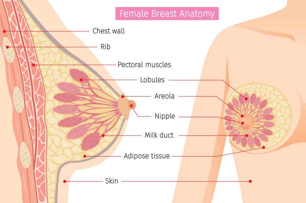 anatomi payudara dan fungsinya doktersehat