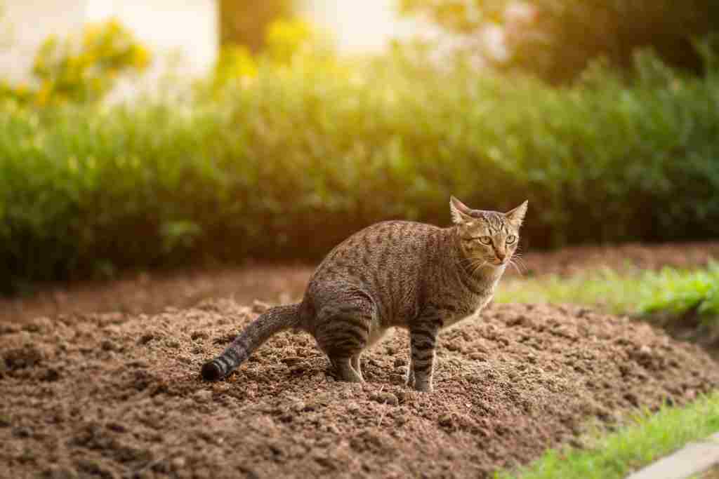 Mengenali Dampak Kotoran Kucing bagi Kesehatan