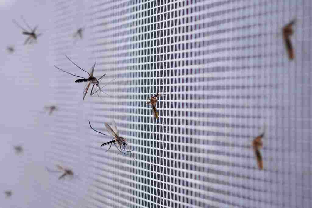 14 Cara Mengusir Nyamuk (Alami dan Mudah Diterapkan)