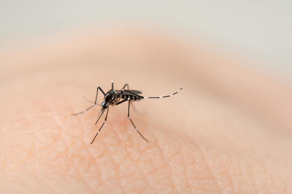 Memahami Daur Hidup Nyamuk, dari Telur hingga Nyamuk Dewasa