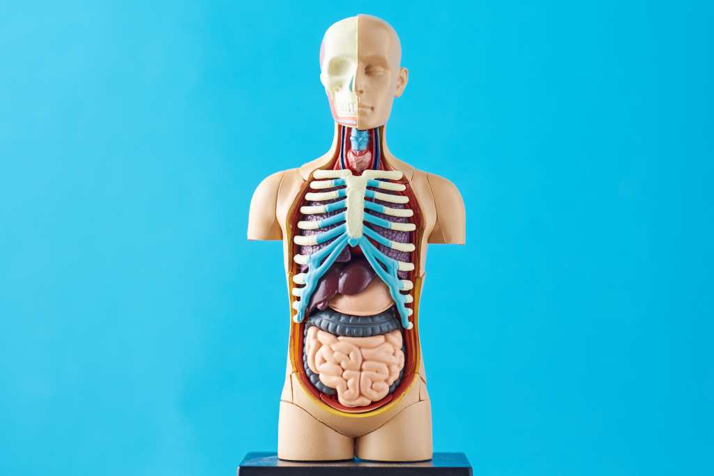 Organ pernapasan pada manusia yang tersusun dari tulang rawan disebut