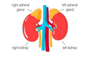 Mengenal Kelenjar Adrenal dan Fungsinya untuk Tubuh