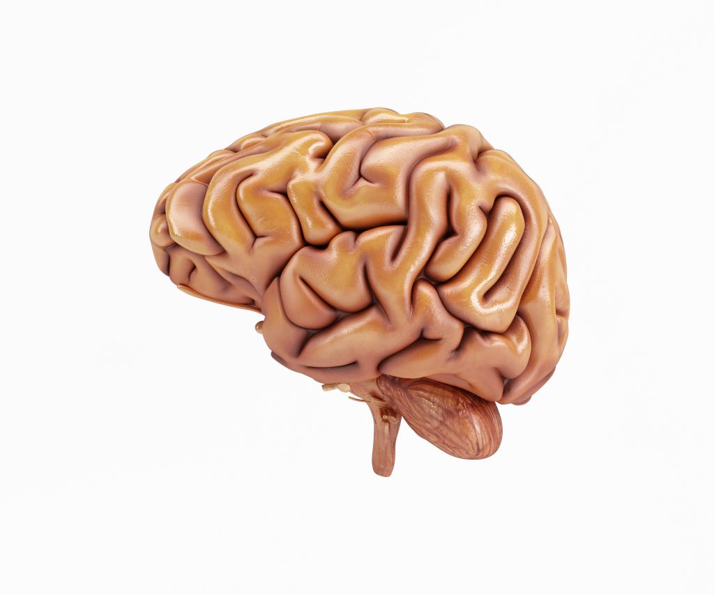 Mengenal Medulla Oblongata, Bagian Otak yang Mengendalikan Sistem Tubuh