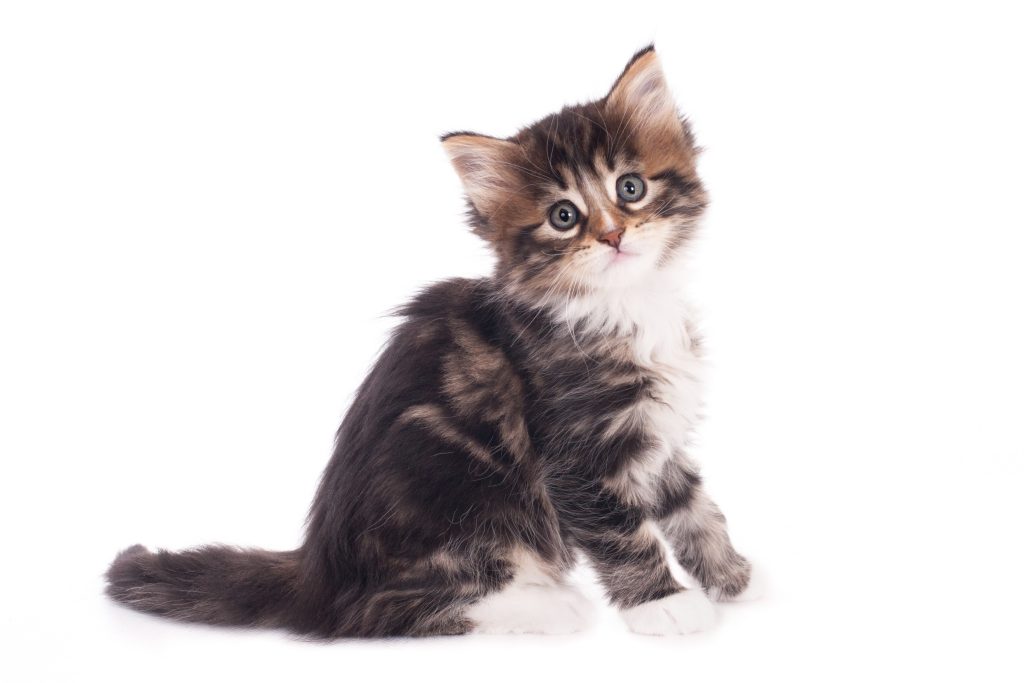 Ailurophobia (Fobia Kucing): Gejala, Penyebab, Diagnosis, Cara Mengatasi, dll