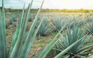 10 Manfaat Tanaman Agave bagi Kesehatan