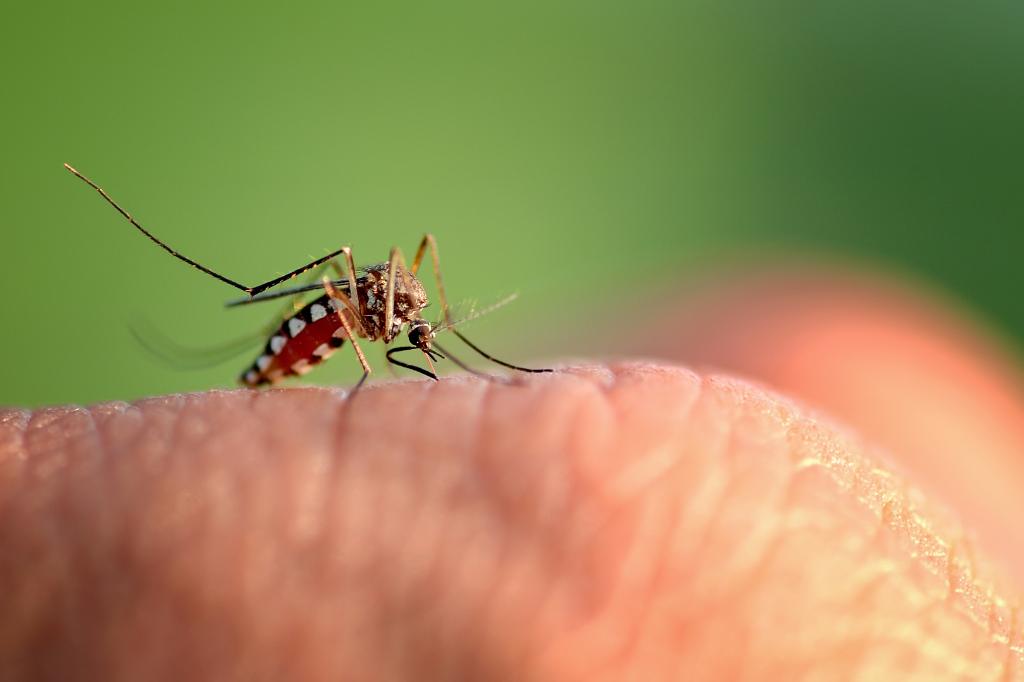 Kenali Berbagai Jenis Nyamuk dan Bahayanya bagi Kesehatan