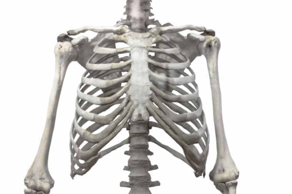 Anatomi Tulang Rusuk Manusia: Fungsi dan Gangguannya