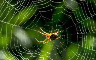 Arachnophobia: Gejala, Penyebab,  hingga Cara Mengatasinya