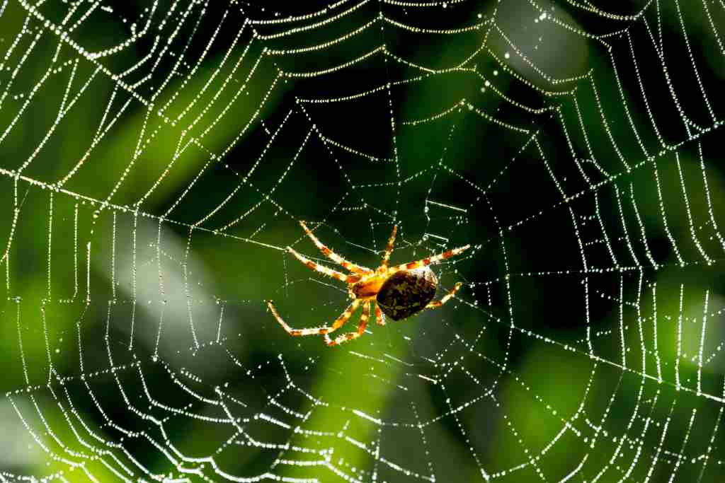 Arachnophobia: Gejala, Penyebab,  hingga Cara Mengatasinya