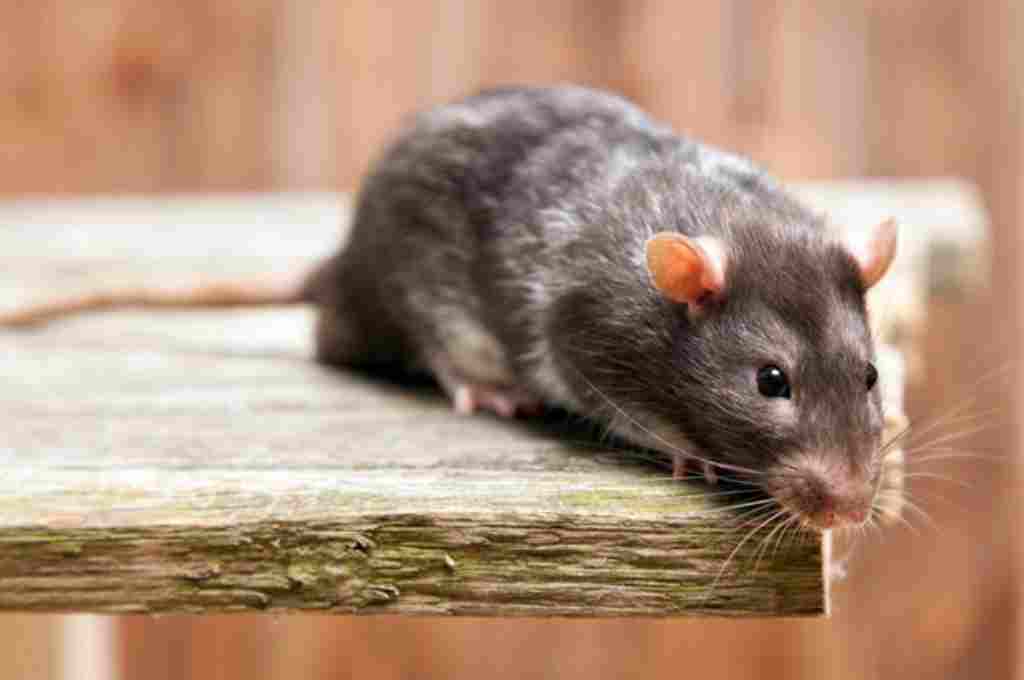 Cara Menghilangkan Bau Bangkai Tikus dengan Mudah