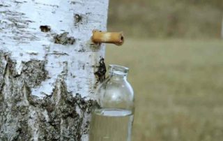 10 Manfaat Birch Water bagi Kesehatan dan Kecantikan