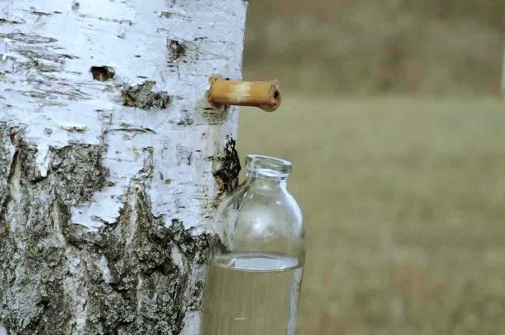 10 Manfaat Birch Water bagi Kesehatan dan Kecantikan