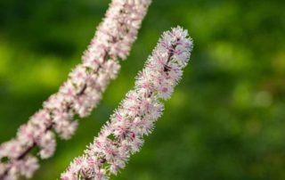 Black Cohosh: Kandungan, Manfaat, dan Efek Sampingnya